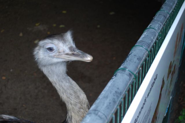 Artis 056.jpg
